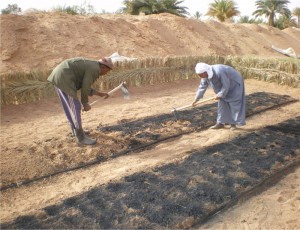 epandage biochar