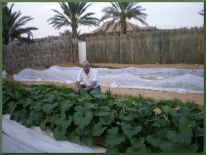 5 weeks later, a Super Vegetable Garden saving water