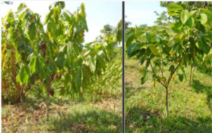 cocoa trees in Belize